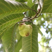 Artocarpus zeylanicus (F.M.Jarrett) E.M.Gardner & Zerega